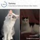 My cat Leia’s historical doppelgänger, courtesy of the new “Pet Portraits” feature in the Google Arts & Culture app. The eyes are almost exactly the same.